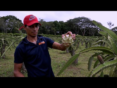 Productores de pitahaya en Carazo logran cosecha durante todo el año