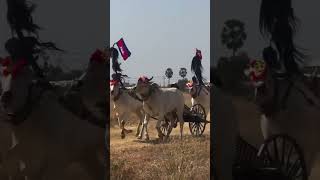 ប្រណាំងកូនលឿនរទេះសាលីបែបប្រពៃណីខ្មែរ Khmer traditional cow competition