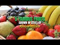 Top 5 Famous Fruit Plants To Grown In Cities Of Maharashtra Easy To Grow Fruit Plants Maharashtra