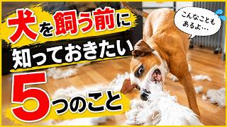 【初心者必見】犬を飼う前に知っておきたい5つのこと｜後悔しないための犬との暮らしのリアル