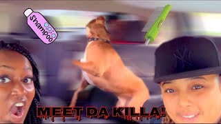 VLOG| Meet our dog Gento aka da KILLA! 😂