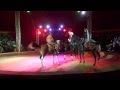 Цирковой номер Конное трио. Performing horses - trio. Circus 