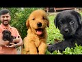 Cute Dog S Puppies Golden Retriever Dachshund Labrador Puppy Dog Adorable Puppies