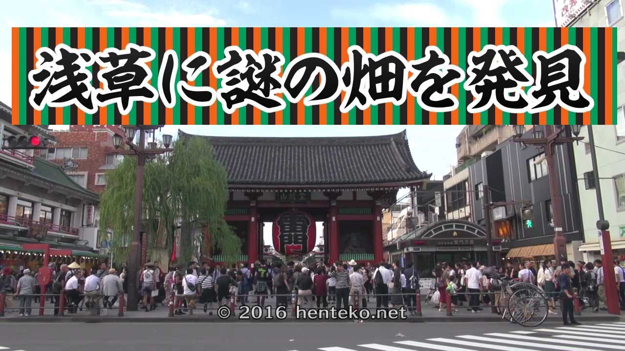 浅草に謎の畑を発見！いったい誰がこんなことを…？