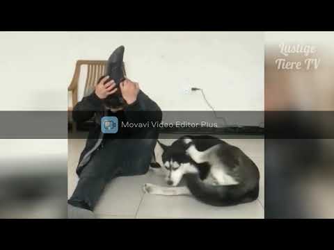 Tricky Dogs Very Smart !!!