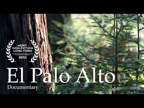 El Palo Alto: A Tree's Resilience | Documentary