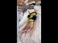 الأمير النائم يحرك يده بعد 15 سنة في غيبوبة 