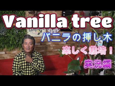 園芸 バニラの木(バニラ)