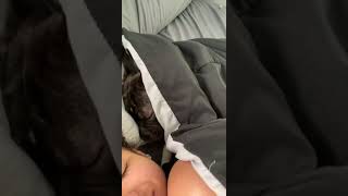 Beabull Puppies Videos