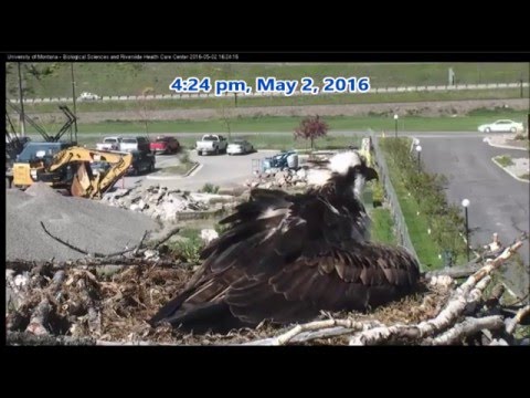 Hellgate Canyon Ospreys ~ Iris Lays 2nd Egg, May 2, 2016