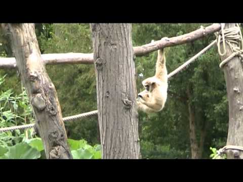 Gibbon à mains blanches