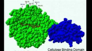 Energy Biosciences Institute Seminar - David B. Wilson