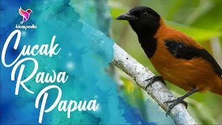Download lagu Hooded pitohui Amazing Call Sound And Singing mp3