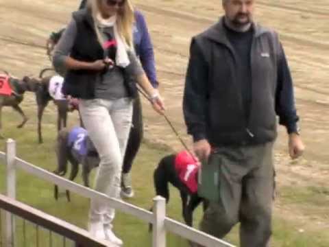 Whippet Derby Open 1st semifinal