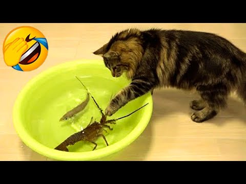 Funniest Cat Videos Will Make You Laugh #266 - Funny Animal Videos