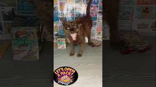 Is My Cat Pirate A Secret Pokémon? 🕵️‍♂️ 1K SUBS THANK YOU! #pokemontcg
