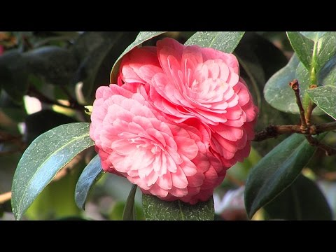 Kamelienausstellung SK