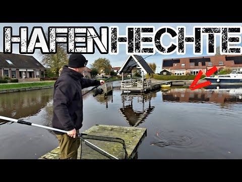 Pike fishing in the harbor, death-bait fishing in autumn #fishing #pike