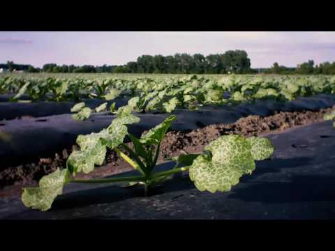Yellow Squash Growth Timelapse