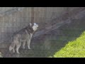 Snow the Husky sings the Song of His People, Husky Howling