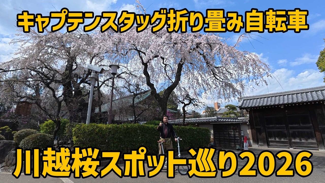 キャプテンスタッグの折り畳み自転車で川越の桜スポットを巡る 【スズキハスラー】