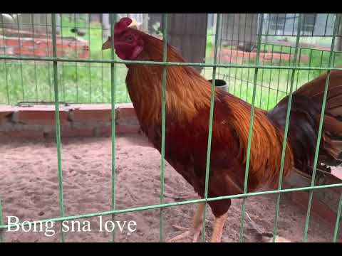 Chicken farm kray pama and usa kuyba  sweeter asill