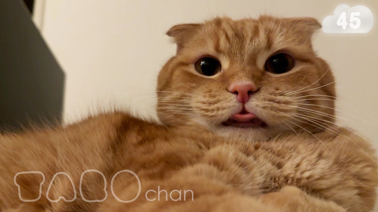 【たろちゃん#４５】５歳になったモッフモフのモッチモチ【猫】