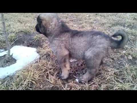 Caucasian Shepherd puppies Baltazar & Burhan