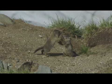 Murmeltiere im Nationalpark Hohe Tauern