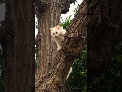 Kid na kaha Han  tree pa charo #viralvideo #cat #walliaabbas #coco