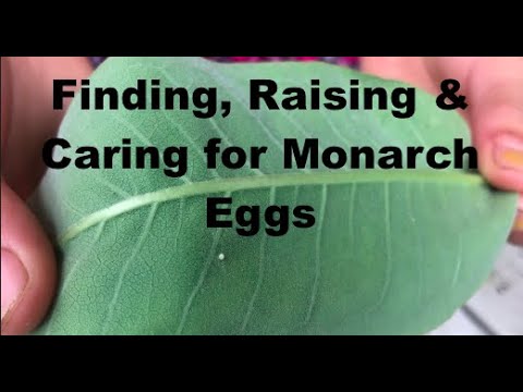 Monarch Eggs- How to find, raise and care for  Ontario, Canada
