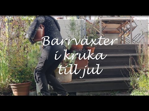 Barrväxter i kruka till jul