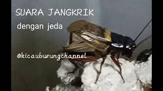 Download lagu SUARA JANGKRIK untuk masteran dengan jeda mp3