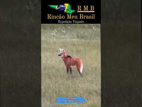 Lobo-guará - habitat natural #viral #paisagemnatural #minasgerais #fazenda #aves #aves #roça #gado