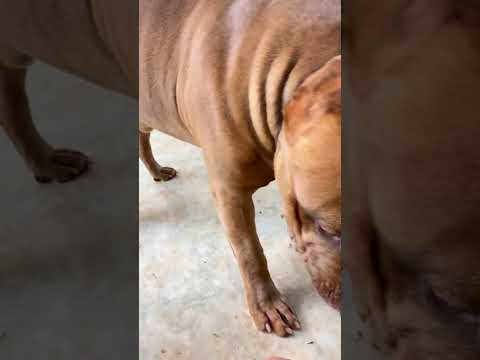 จะไปหาเล่นแม่ #คนรักหมา #ทาสหมา #pets #lovely #bulldog #dog #dogbreed #americanbully