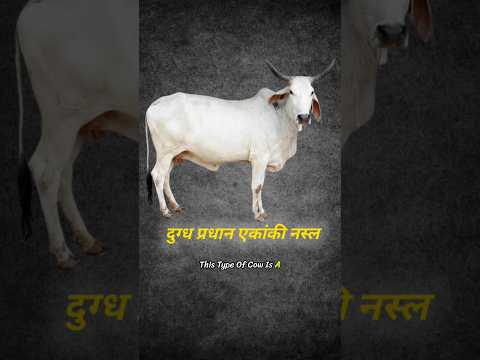 Indian Cow Breeds Explained? #shorts #upsc