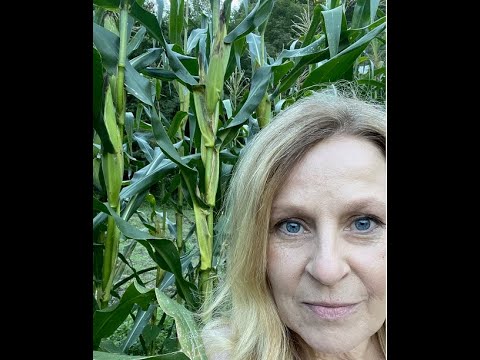 Corn Smut in my beautiful cornfield