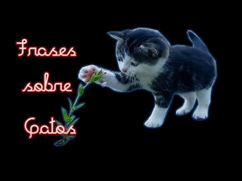 Vídeo: Frase gatos: perguntas e respostas para legendas