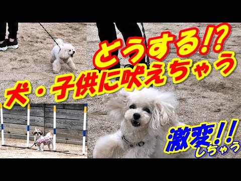 【#問題行動を直す動画】犬に人に吠えちゃう！お散歩時の問題を解決します！！【#トイプードル】#問題行動#ドッグトレーニング#犬のしつけ#吠え#拾い食い#引っ張り癖