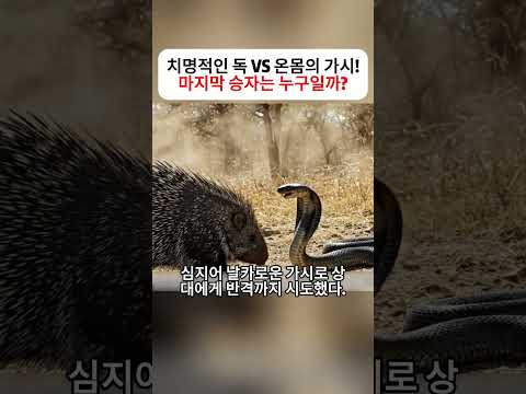 치명적인 독 VS 온몸의 가시! 마지막 승자는 누구일까?  #동물전쟁 #자연다큐 #생존본능 #야생이야기