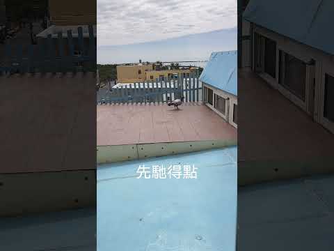 冬季第一關最新：1188第26羽歸返 #鴿子  #鴿舍 #賽鴿