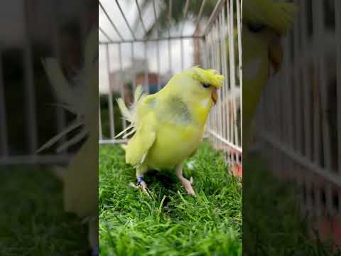 Most demanding and rare mutation Dom Pied Japanese bajirika. #birds