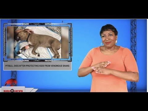 Pitbull dies after protecting kids from venomous snake (ASL - 9.30.19)
