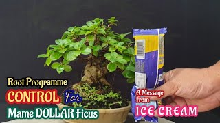 Download lagu Easy Tricks Root Programme Control For Mame Dollar Ficus #rootprogramme #programakar #ficusdollar mp3