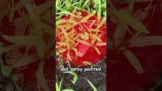 Red King Cobra - You Can&#39;t Afford This Snake