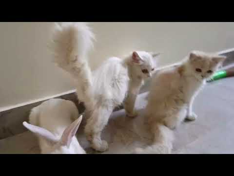 Cat Video |  बिल्ला ने की बिल्ली के साथ खतरानाक मस्ती#cat #animals #catvideos #cute