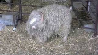 Bluebells in Arlington, East Sussex