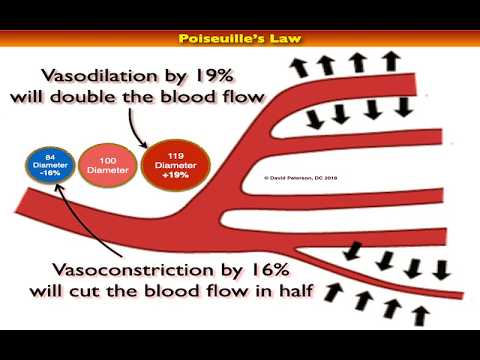 Poiseuille’s Law Unveiled: How Hormones Shape Blood Flow in Your Body