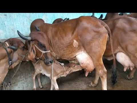 dhaqashada xoolaha loda somalia