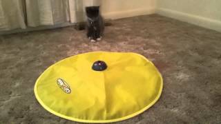 Kiwi the kitten discovers an interesting device